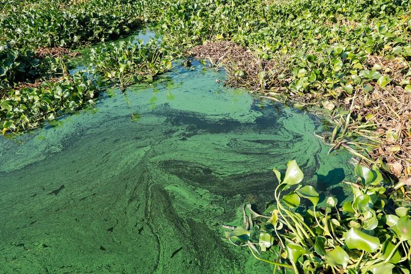 Weqaa, the National Center for the Prevention and Control of Plant Pests and Animal Diseases, recently identified the most invasive plant types discovered in the Kingdom. (AFP/File Photo)