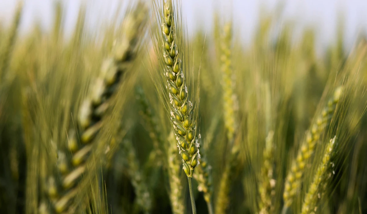 The authority began receiving local wheat from farmers for the current season on April 21. (REUTERS)