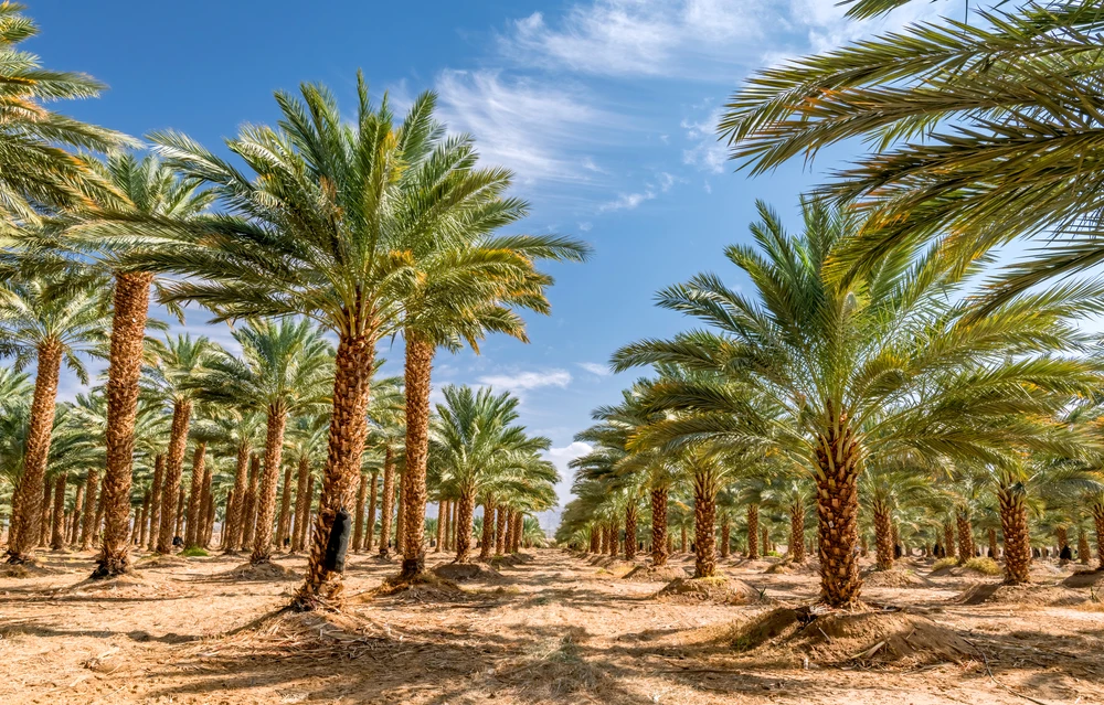 Plantation of date palms intended for healthy food production. Shutterstock