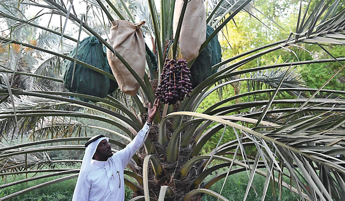 Saudi farmers preserve date crops using a technique called ‘sleeving,’ which involves covering the fruit to protect it from pests, weather conditions and other forms of contamination. (SPA/AN photo)