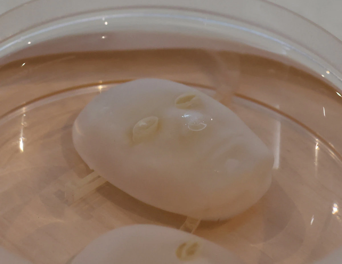 A view of face molds covered in human skin tissue at a lab of University of Tokyo in Tokyo. (REUTERS)