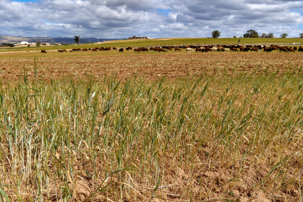 This picture taken on April 6, 2023 shows a view of a failed wheat field during a drought in Medjez el-Bab in northern Tunisia. (AFP)