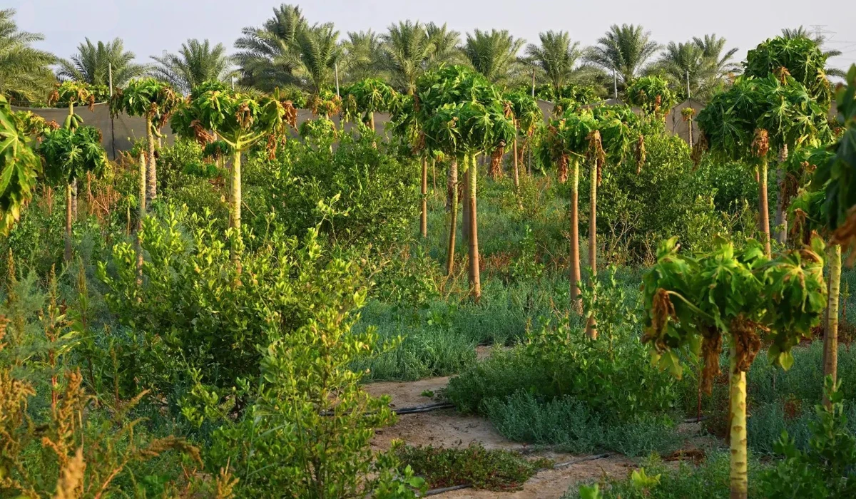 Spanning some 800 sq. km from Safwa to Dammam, Qatif governorate is home to over 3,700 farms of which 2,454 are actively producing a variety of crops. (SPA)