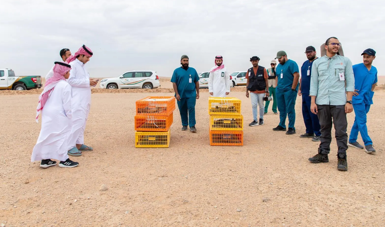 The move is part of a joint program between the Imam Abdulaziz bin Mohammed Royal Reserve Development Authority and the National Center for Wildlife. (SPA)