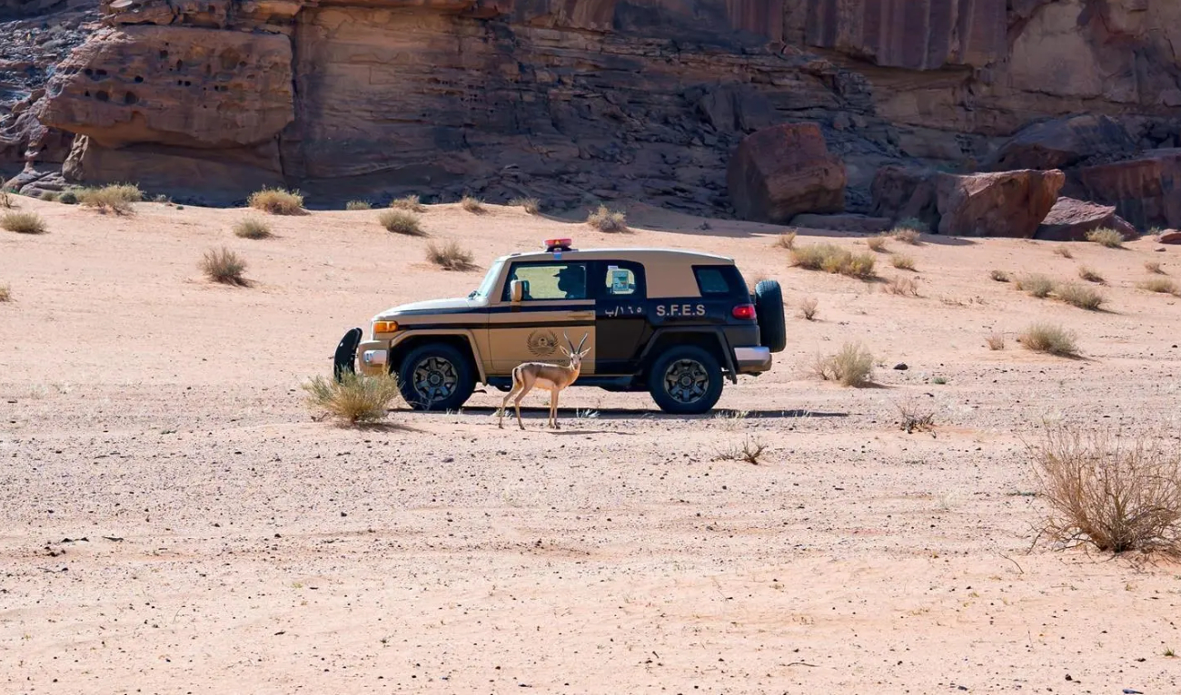 The Saudi authorities have urged the public to report any activities that may constitute an attack on the environment or wildlife. (SPA/File)