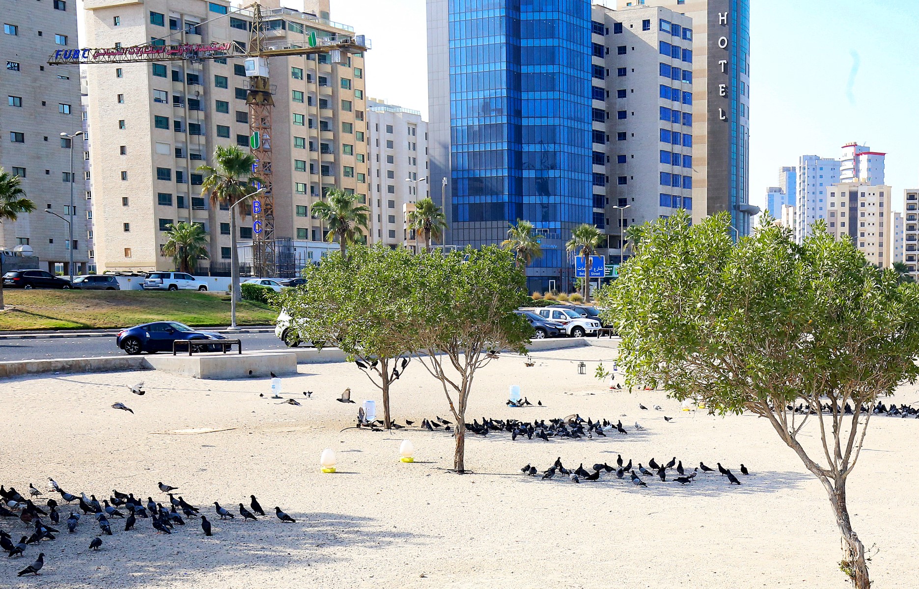 Pigeons take cover under the shade of trees on the seafront of Kuwait City on July 2, 2021, as the country recorded extremely high summer temperatures. (AFP)