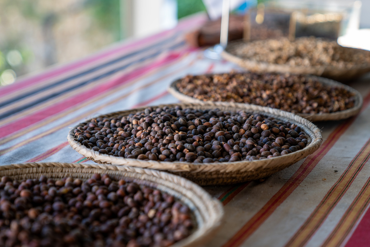 The Saudi Coffee Company Academy has launched its “Best Agricultural Practices” program in the Asir region to enhance coffee cultivation in the Kingdom. (SPA)