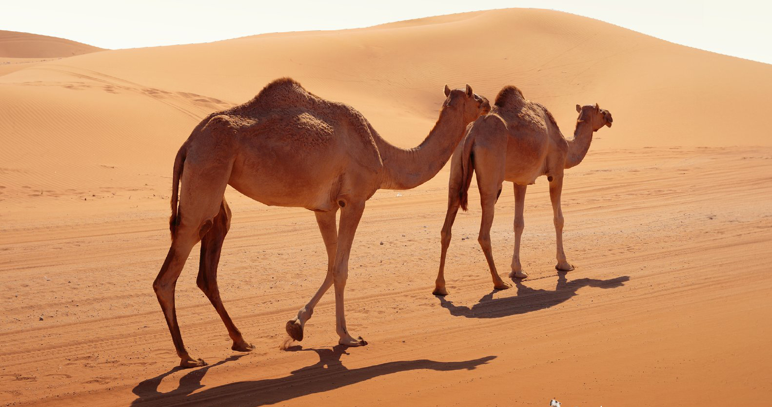 Camels symbolize loyalty and authenticity in Saudi Arabia's culture and are deeply embedded in the country’s poetic heritage. (Supplied)