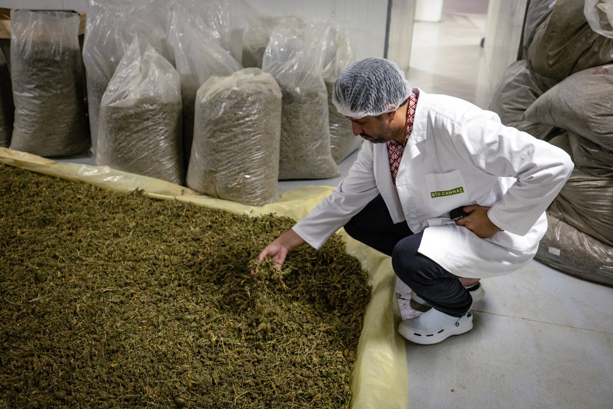 Morocco passed a law in 2021 allowing the cultivation of medical and industrial-use cannabis in areas of Rif, a mountainous region (AFP)