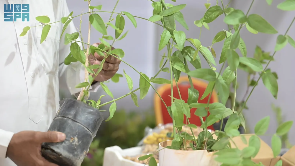 Farmers from across Tayma have been showing off the latest techniques in cultivation and crop development at the Agricultural Products Festival. (SPA)