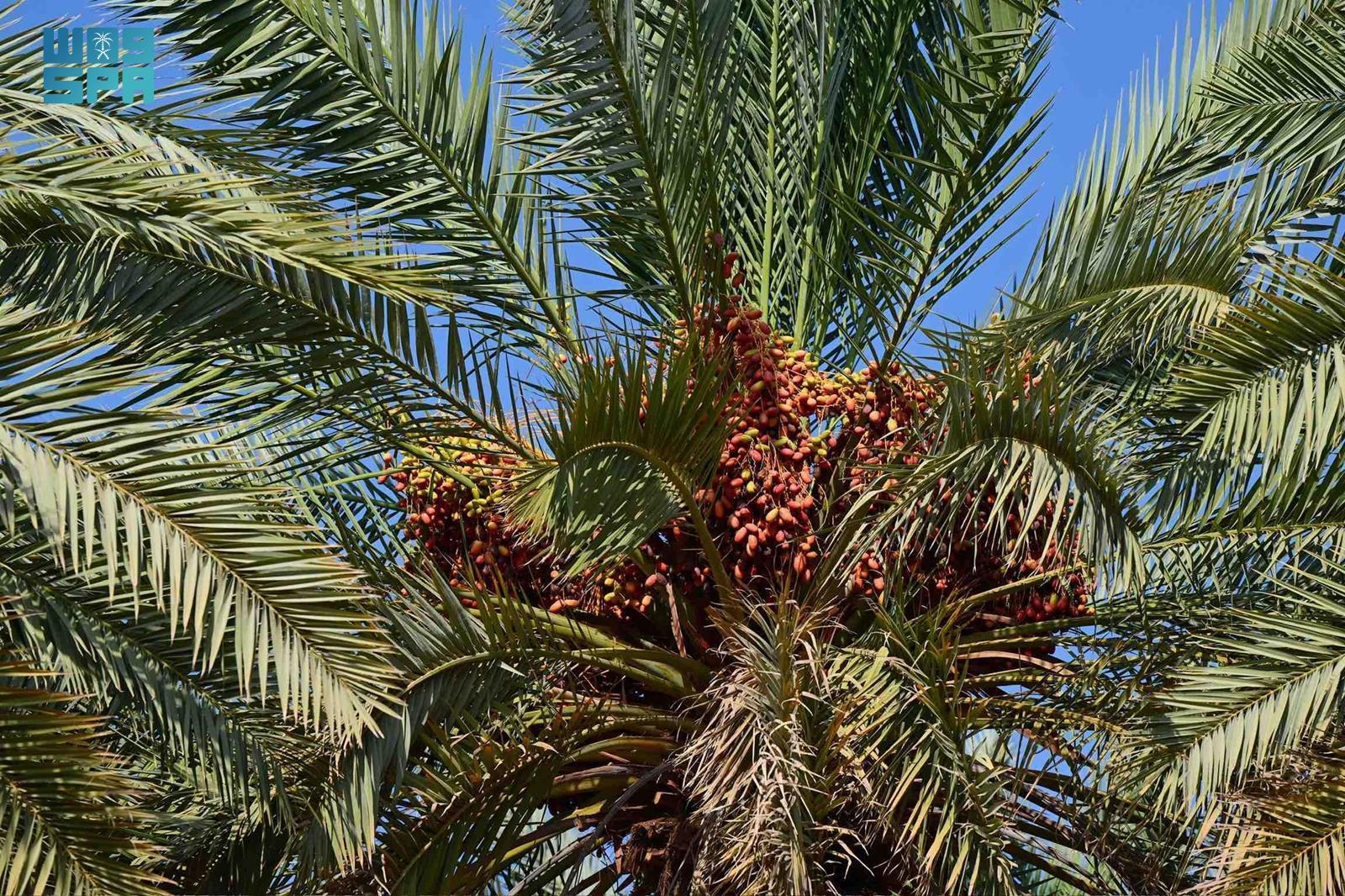 AlUla’s dates are of exceptional quality, thanks to the region’s fertile soil and abundant water supply. (SPA)