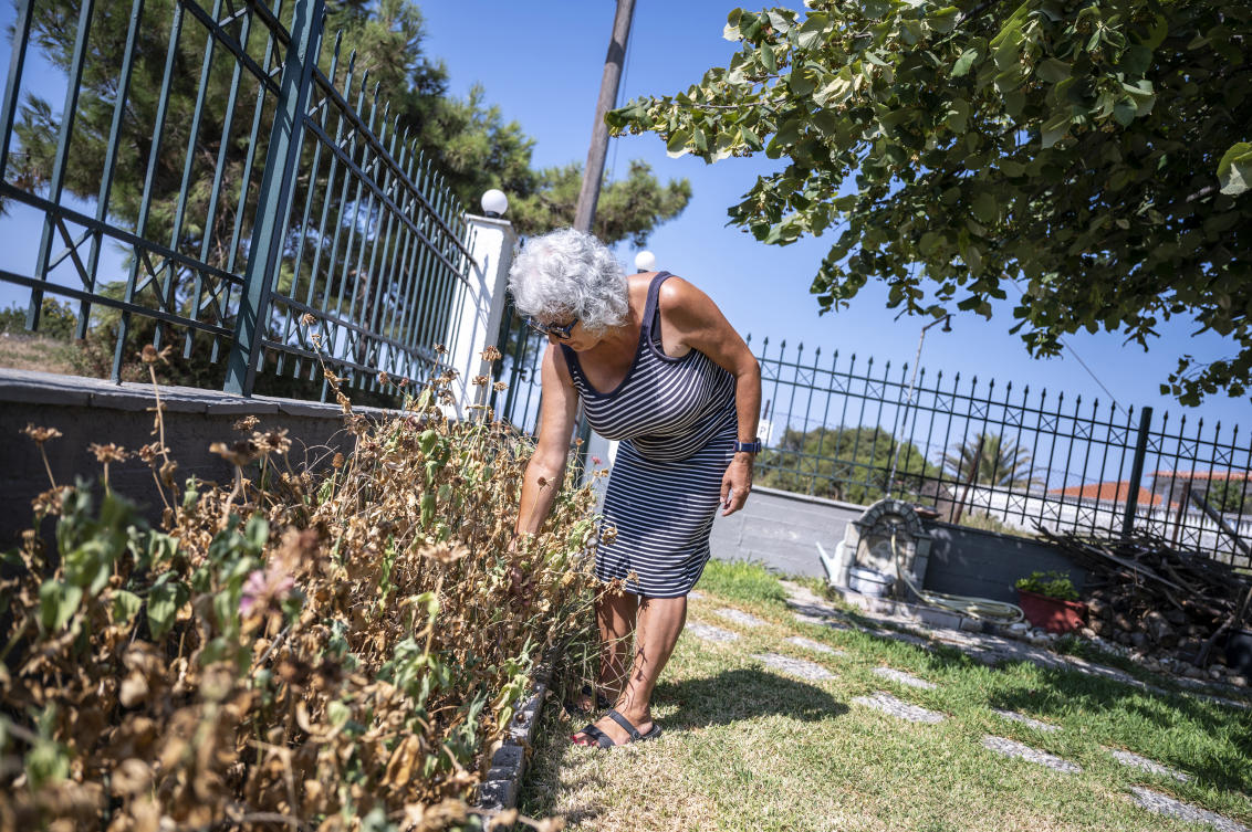 Haroula Psaropoulou, checks her dried flowers in the village of Nea Potidea, at Halkidiki peninsula, northern Greece, Aug. 19, 2024.(AP)