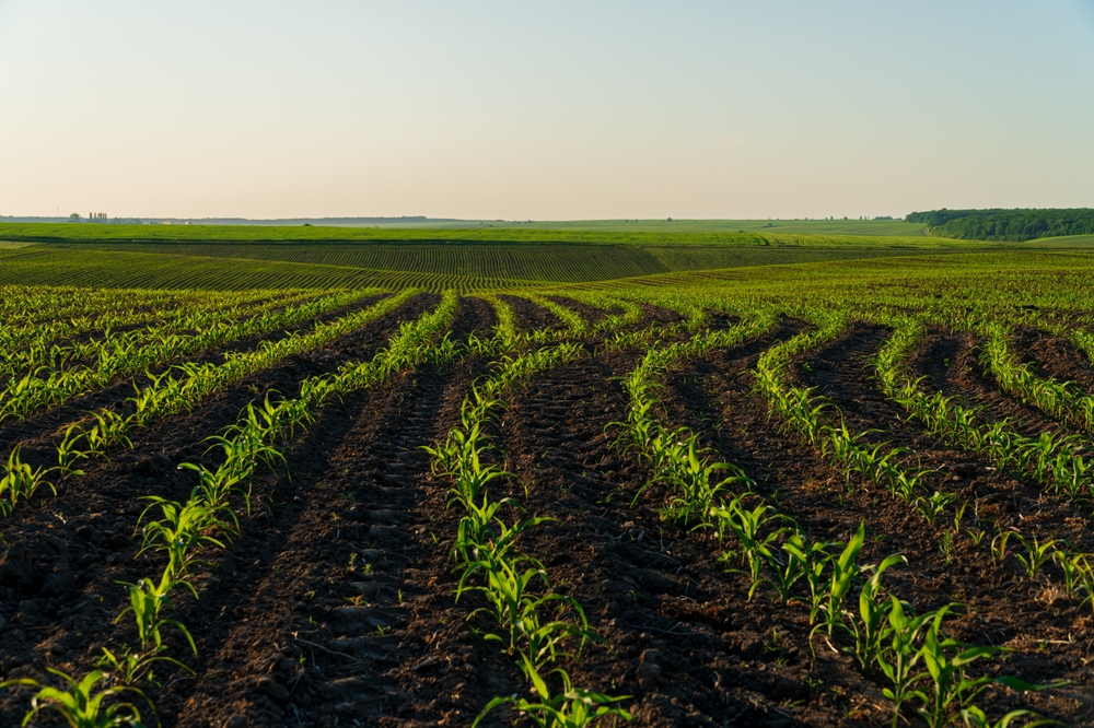 Barley, safflower, sunflower for oil, wheat, canola, lentil, grain corn, chickpea, cottonseed, potato, onion, soybean and forage crops were included for long-term production planning, the decision said. Shutterstock
