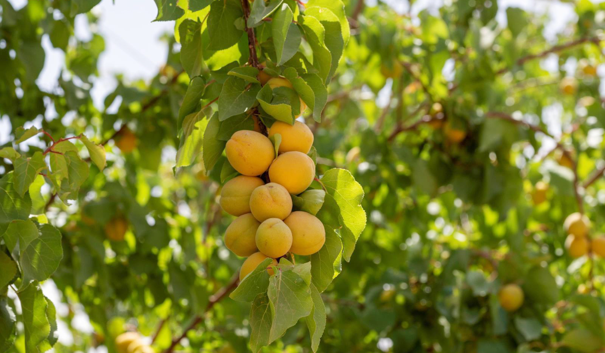 Fruits grown in Al-Jouf include figs, grapes, peaches, apricots, lemons, oranges, tangerines, apples, pears, watermelons, plums, nectarines, pomegranates, and various berries, thanks to its favorable environmental conditions and access to fresh water in Tabarjal governorate. (SPA)