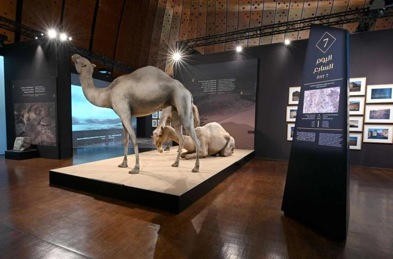 Camels in focus