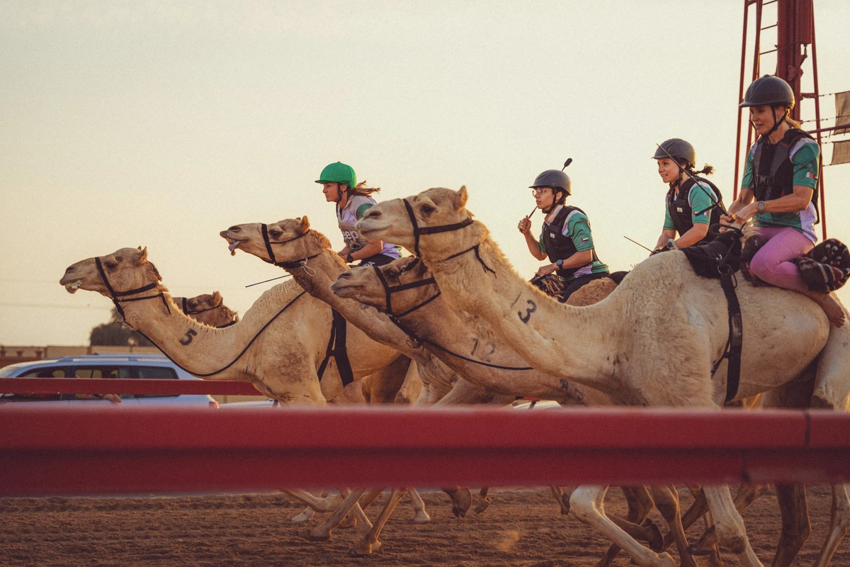 France will hold its firts ever camel race on Aug. 4. (Supplied)