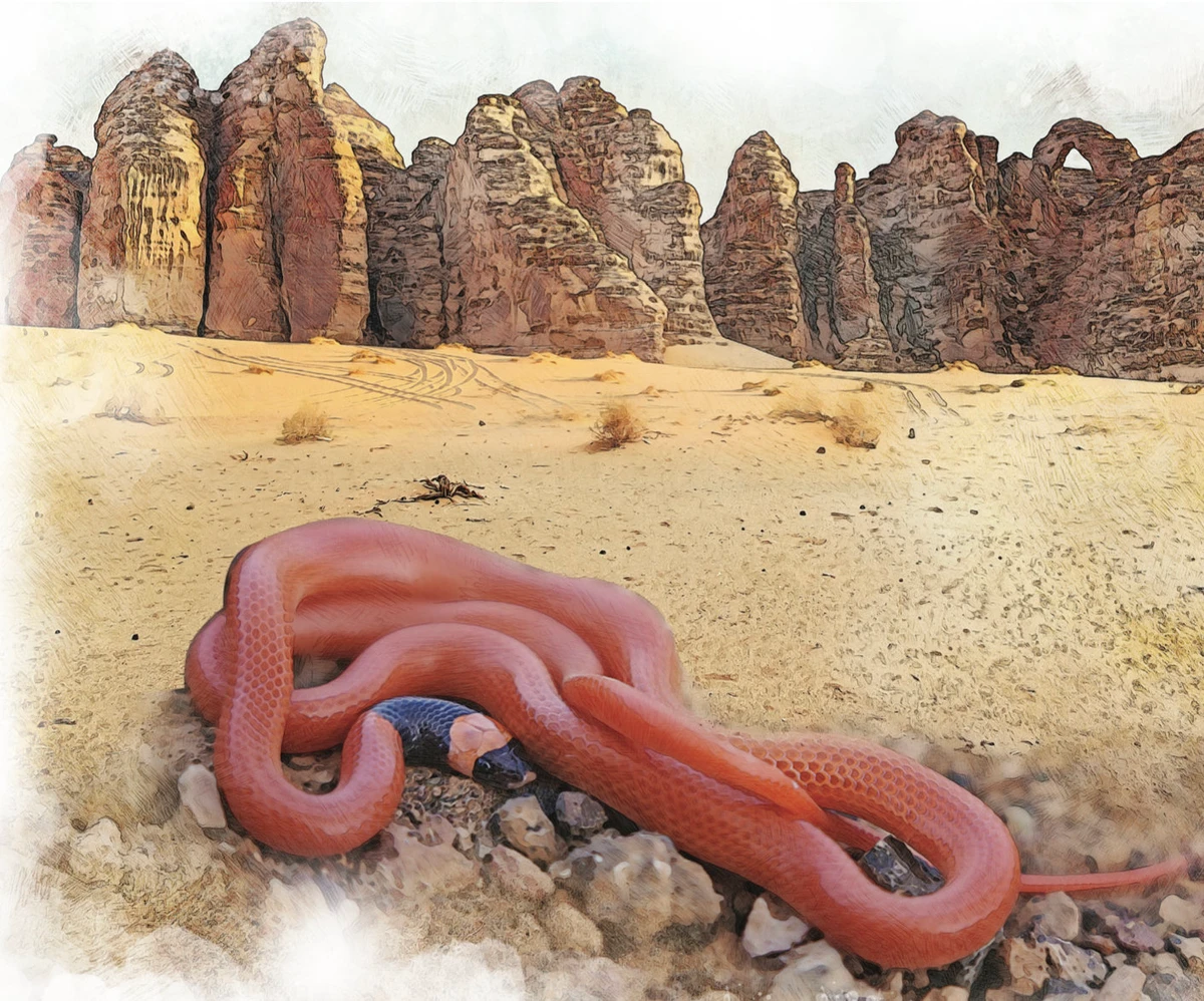 The newly-discovered Rhynchocalamus hejazicus snake in AlUla. (RCU)