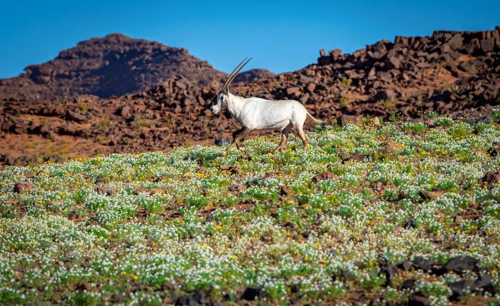 The King Salman Royal Reserve Development Authority marked World Photography Day by displaying the work of various talented photographers on its digital platforms. (Supplied)