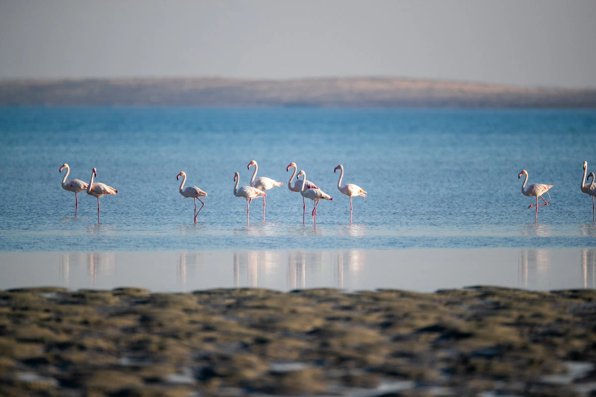 Farasan Islands offer a relatively safe haven for the flamingos, with minimal human disturbance and ample space for the birds to roost and forage. (Supplied)