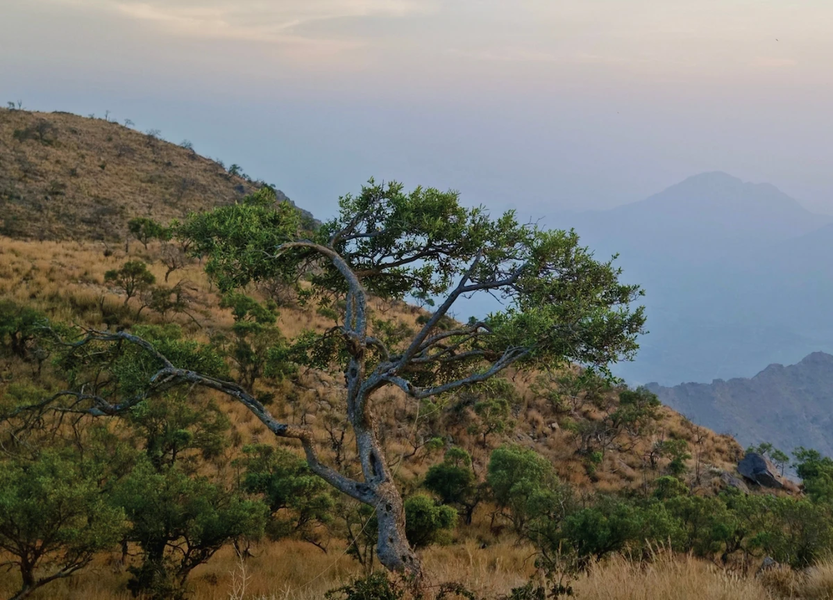 National Center for Vegetation Cover Development and Combating Desertification will hold a workshop on monitoring the dynamics of land productivity and trends in soil organic carbon stocks in highly arid areas. (@ncvcksa)