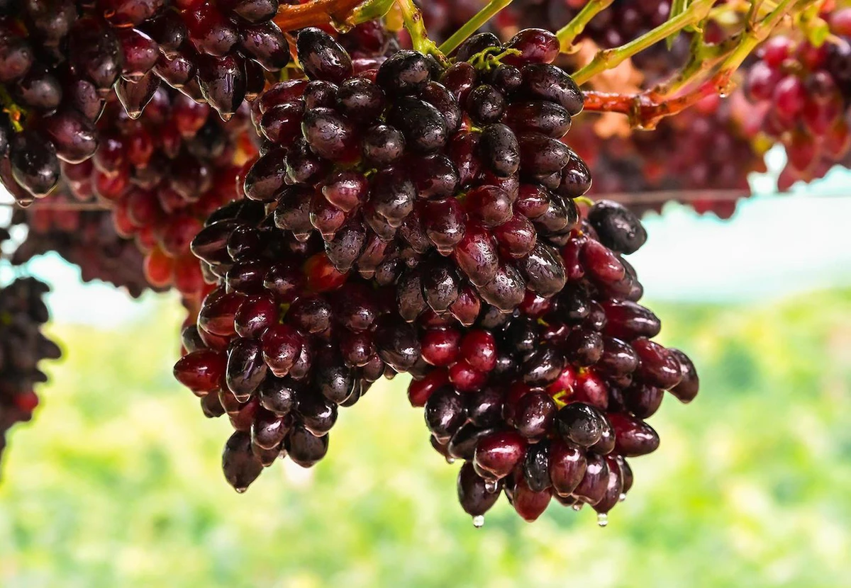 Saudi Arabia’s annual grape production has passed 110,500 tonnes, achieving a self-sufficiency rate of 58 percent. (SPA)