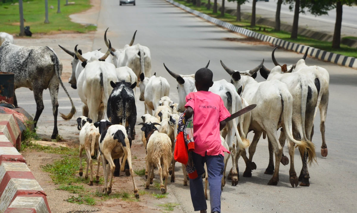 A boy guides cattle on a road in Abuja, Nigeria, Friday, Aug. 16, 2024. (AP)