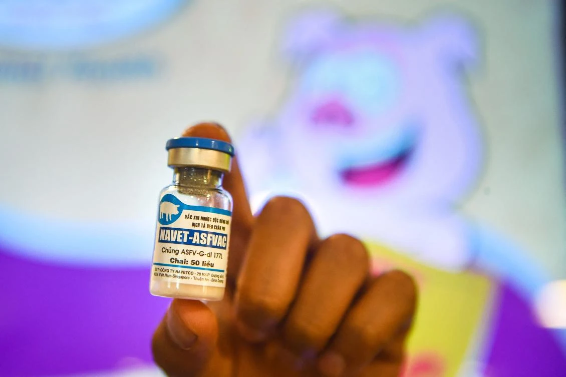 Vietnam will send 150,000 doses of its African swine fever vaccine to the Philippines on Aug. 29, 2024, state media said. (AFP)