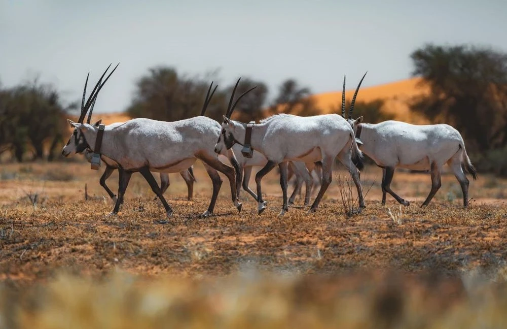 The Imam Turki bin Abdullah Royal Reserve Development Authority will take part in the 21st Abu Dhabi International Hunting and Equestrian Exhibition. (SPA)