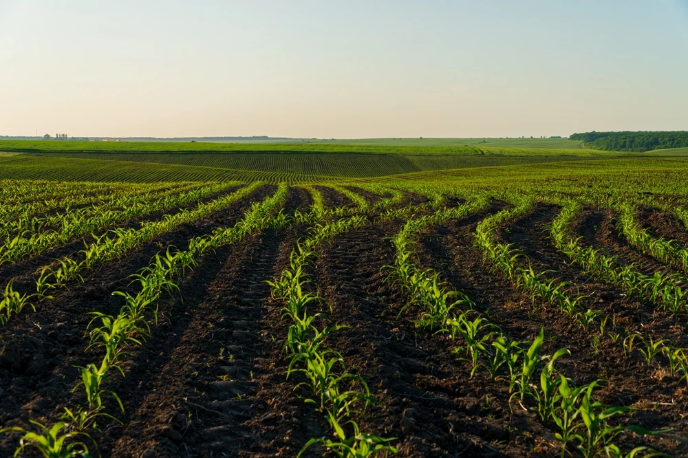 Barley, safflower, sunflower for oil, wheat, canola, lentil, grain corn, chickpea, cottonseed, potato, onion, soybean and forage crops were included for long-term production planning, the decision said. Shutterstock