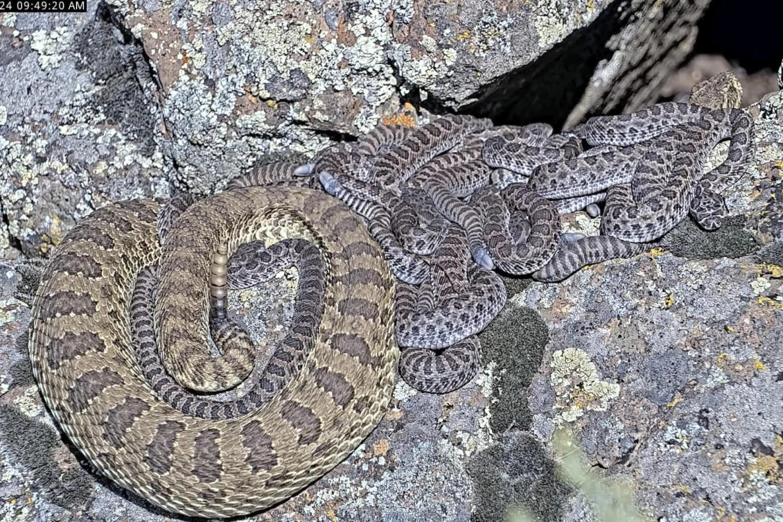 An adult rattlesnake rests with juveniles at a den under remote observation in Colorado on Aug. 28, 2024. (Project Rattlecam via AP)