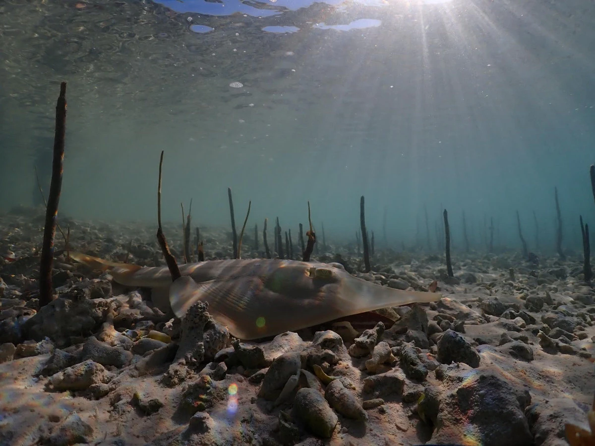 Amphibious animals play an essential role in the health of marine ecosystems. (Photo courtesy: Red Sea Global)