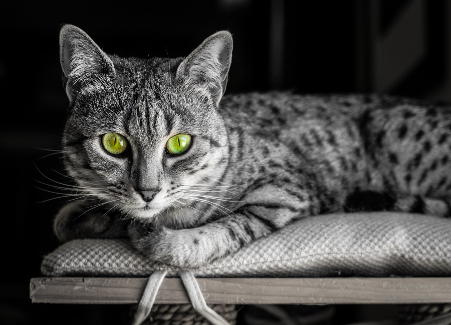 Egyptian Mau