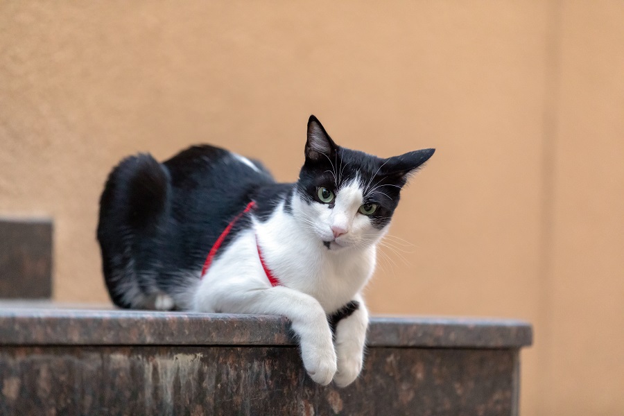 Arabian Mau