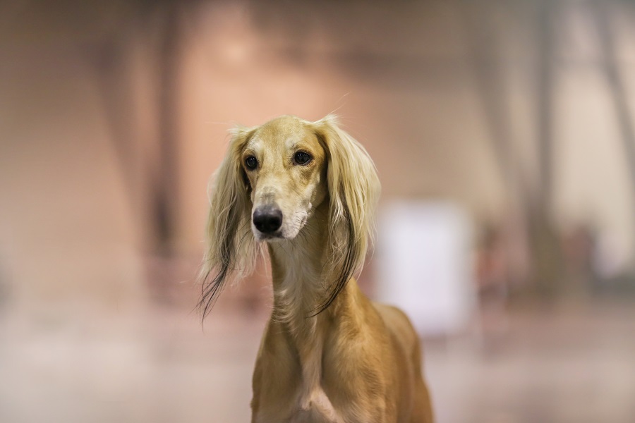 Saluki