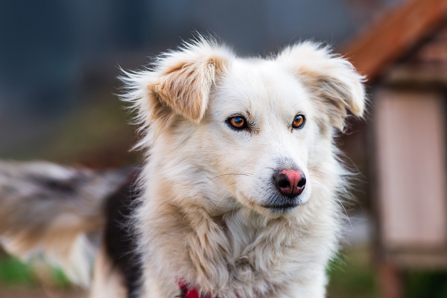 Aidi Atlas Mountain Dog