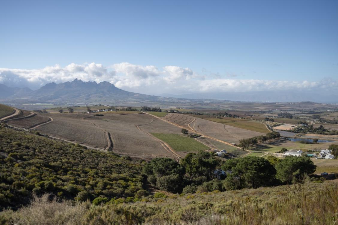 With global warming a growing concern for winemakers, some vineyards in South Africa's wine region of Cape Town are rethinking their methods to help mitigate the effects of higher tempertaures and drought, including leaving some of their land fallow to help regenerate the soil. (File/AFP)