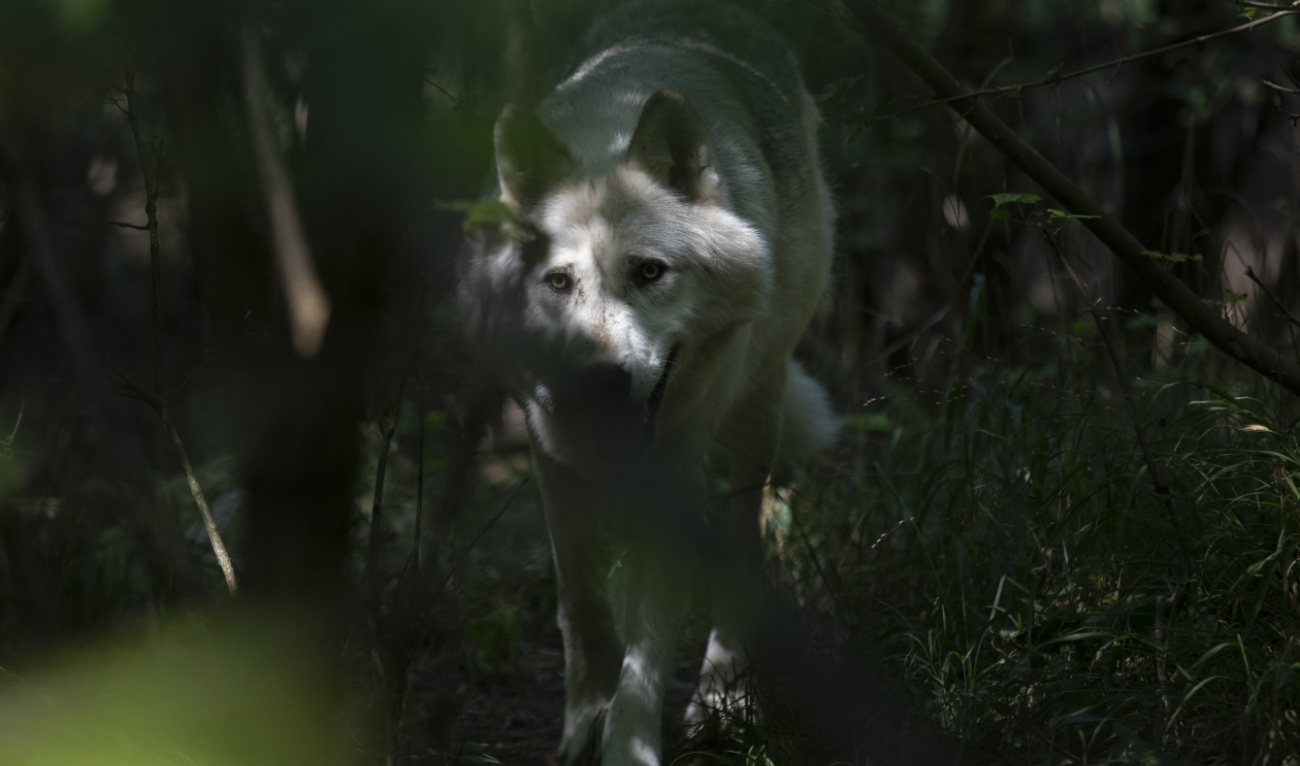 In the northern state of Uttar Pradesh, terrified residents of Bahraich district are keeping all-night vigils, deploying guard dogs and letting off firecrackers in hopes of scaring off the predators. (AFP/File)