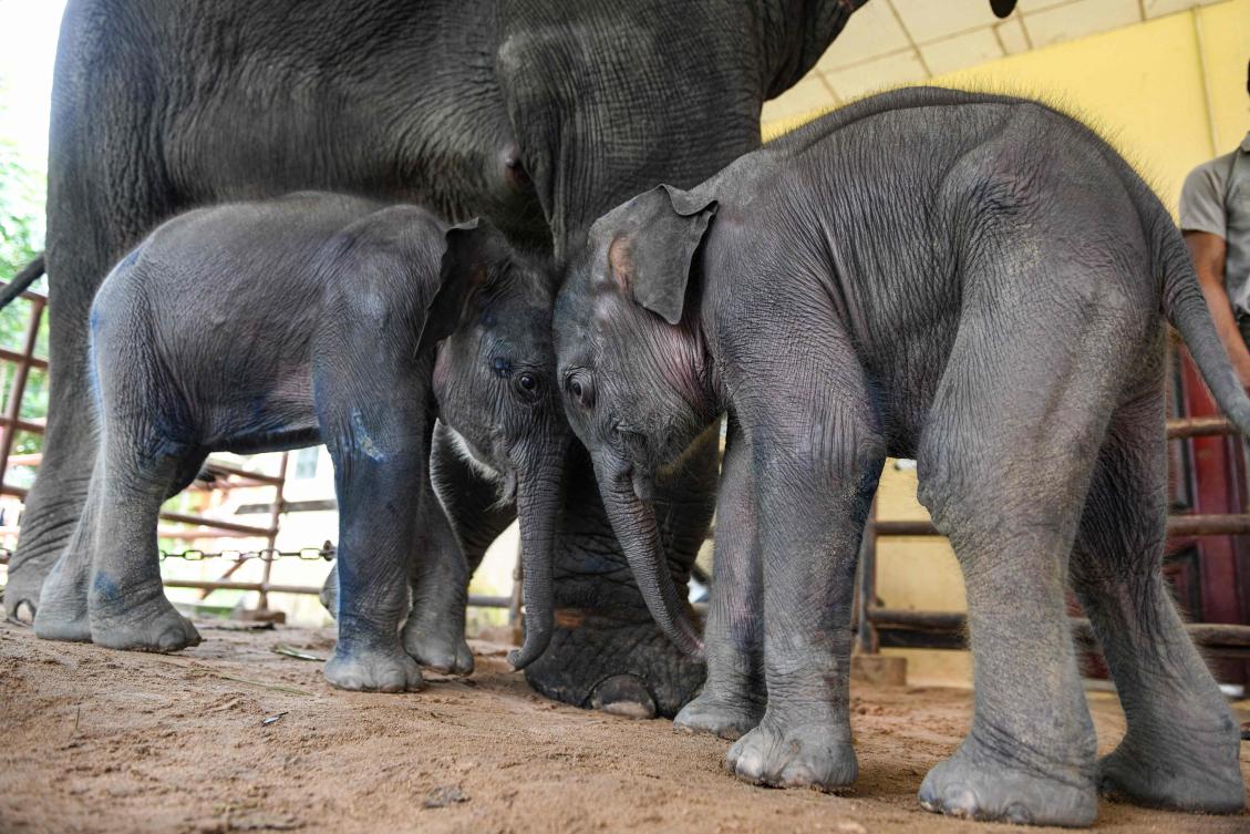 The tuskers have been coming into the rebel camp in twos and threes since July, many led by handlers fleeing the junta-controlled timber camps that employ them. (AFP)