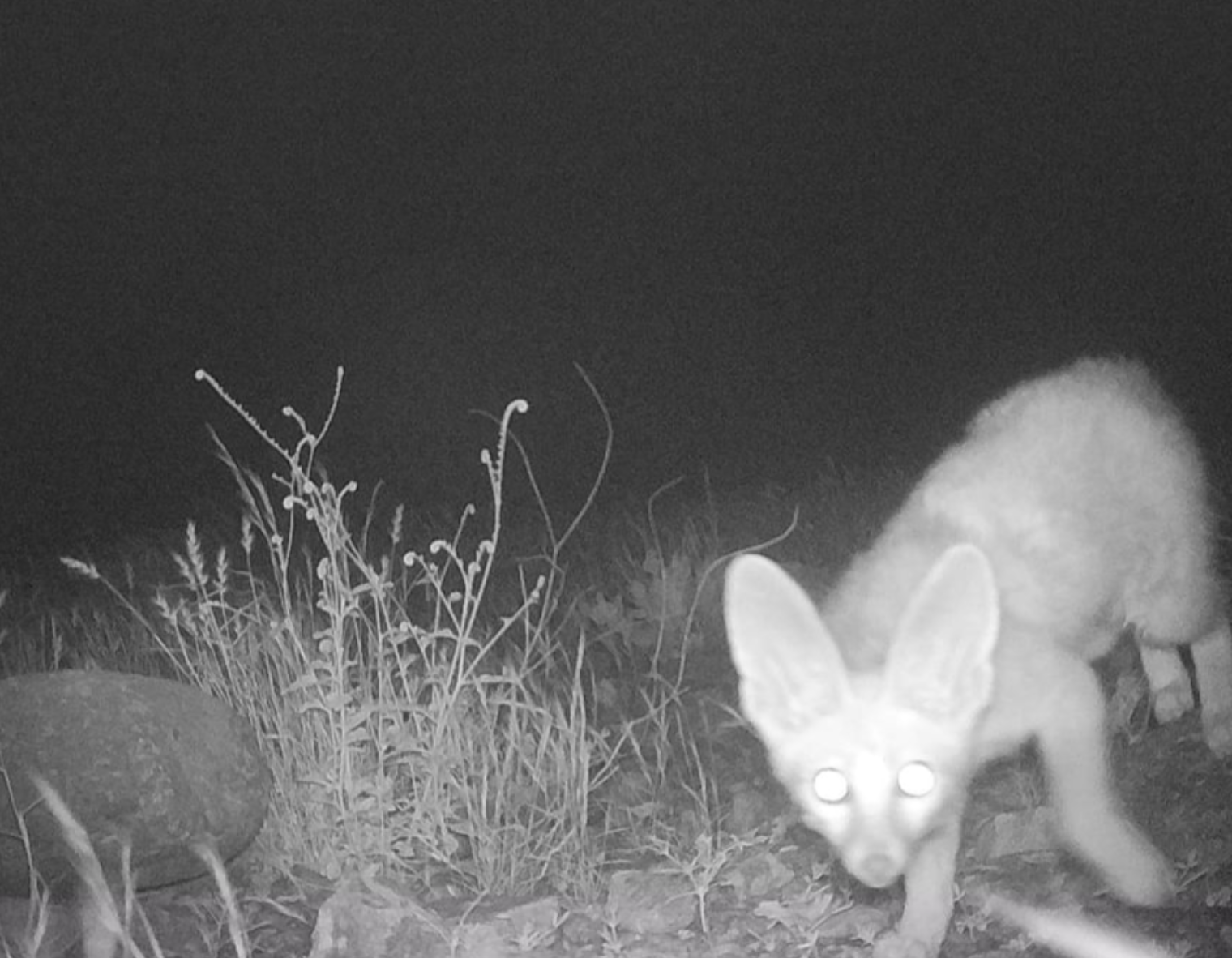 Rarely sighted Blanford’s fox caught on camera during UAE wildlife-mapping initiative