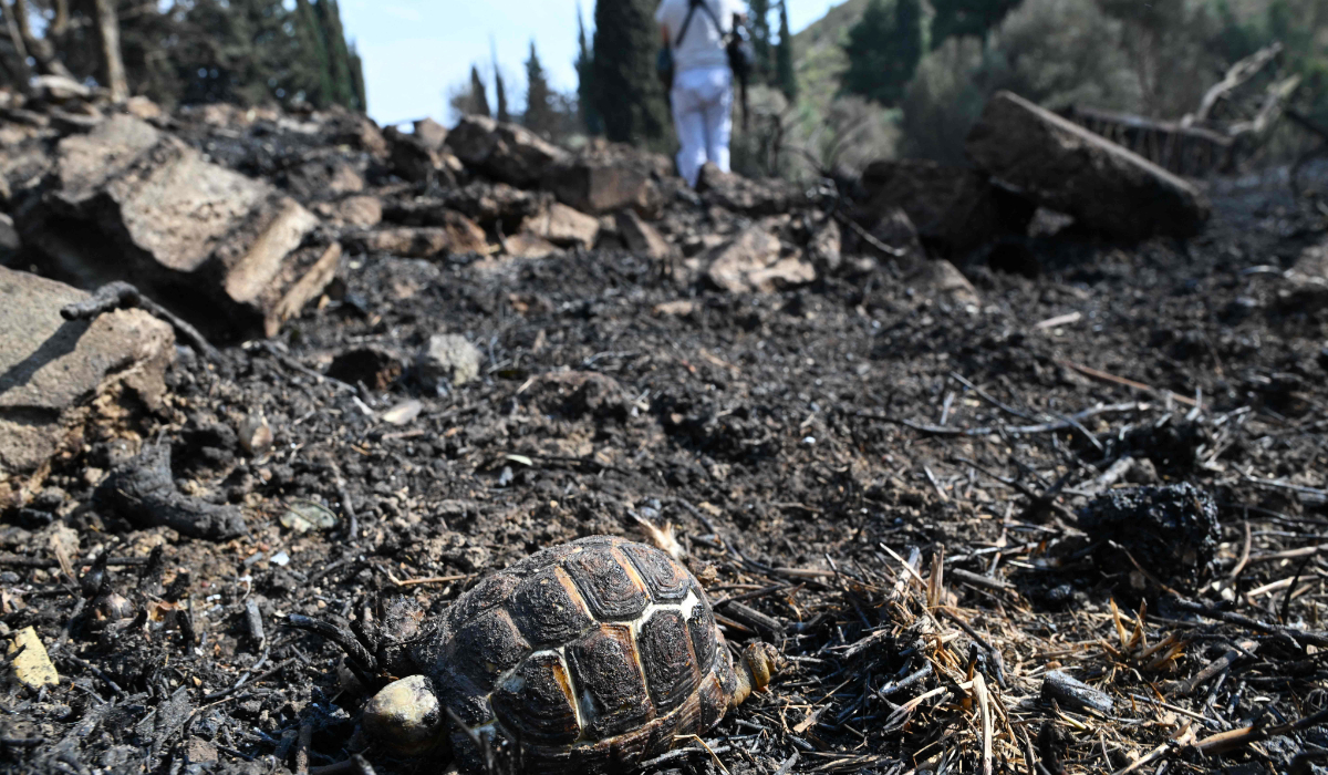 The carcass of a turtle sits amongst the ash after overnight Israeli strikes on the outskirts of Masyaf in Syria's central Hama province on September 9, 2024. (AFP)
