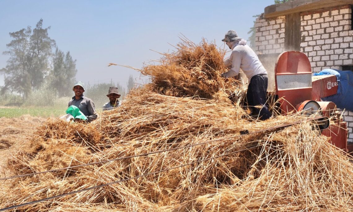 Egypt, a major global wheat importer, relies heavily on wheat to subsidize bread for tens of millions of its citizens. File