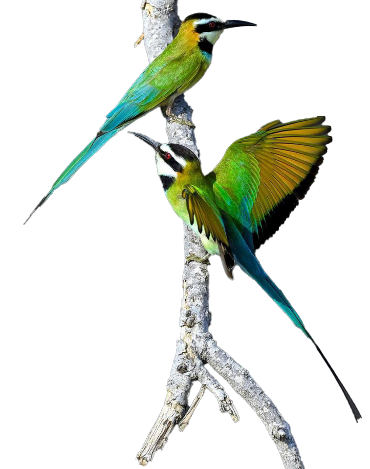 Asir region’s diverse habitats, from highlands to plains, provide ideal conditions for a variety of bird species to thrive. (SPA)