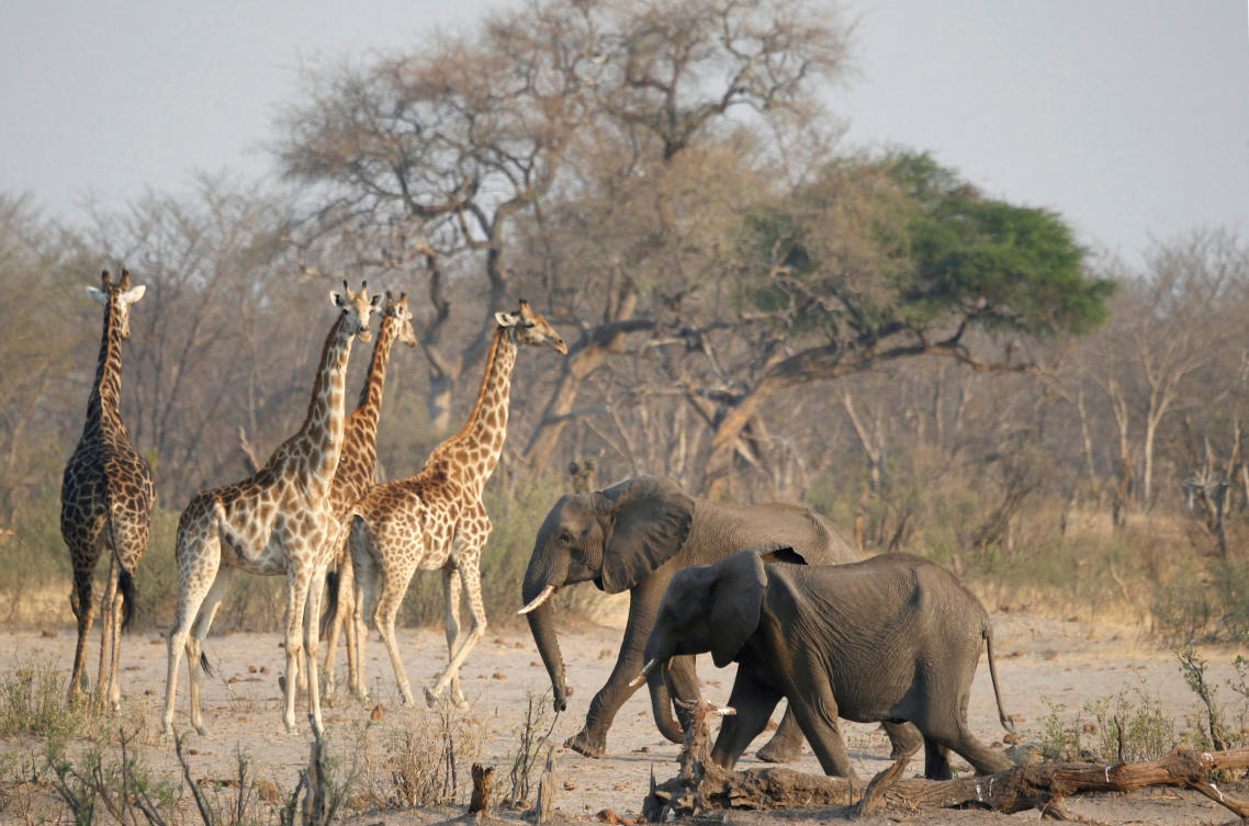A group of elephants and giraffes walk near a watering hole inside Hwange National Park, in Zimbabwe, October 23, 2019. (REUTERS)