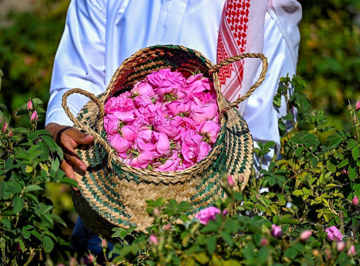 Key incentives include the success of tissue culture rose cultivation, which lowers production costs while promoting growth. (SPA)