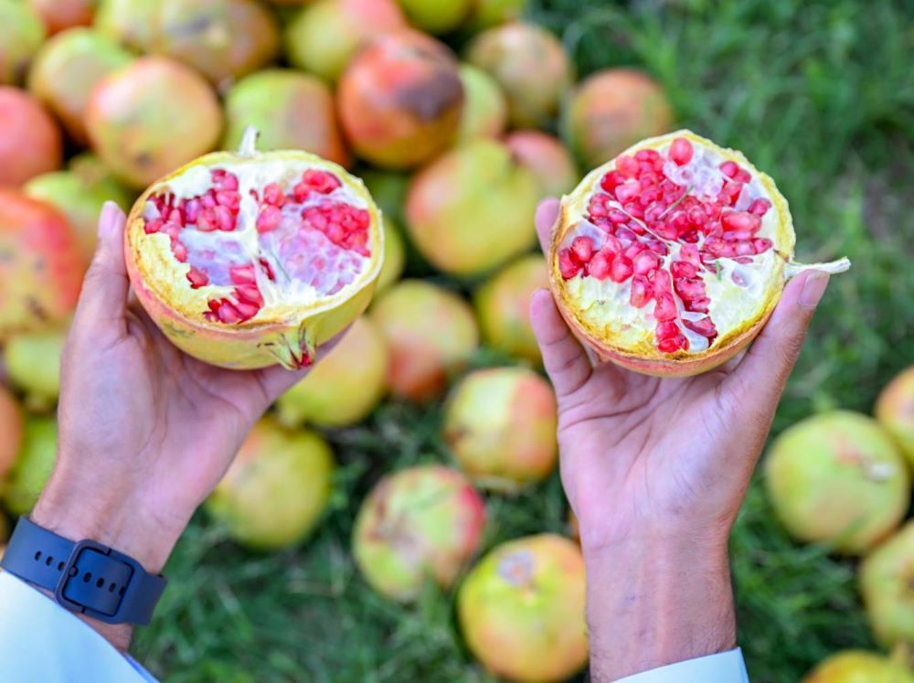 Farmers in the Baha region have begun harvesting pomegranates. (SPA)