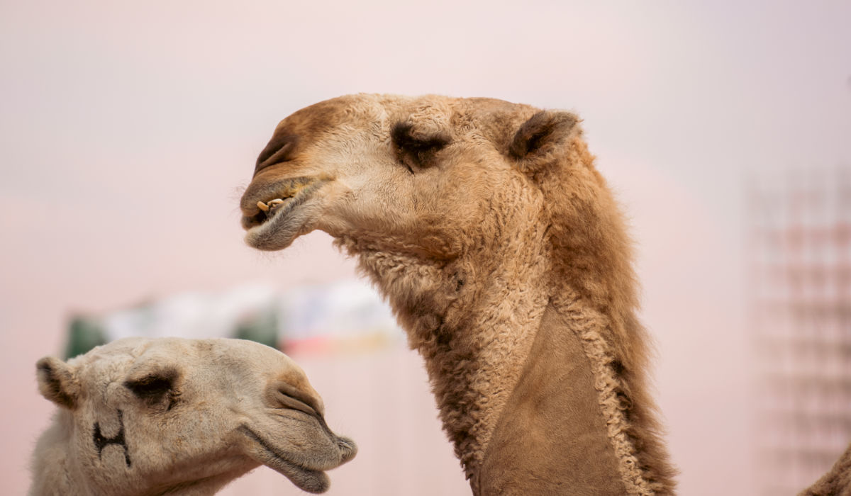 Camel celebration