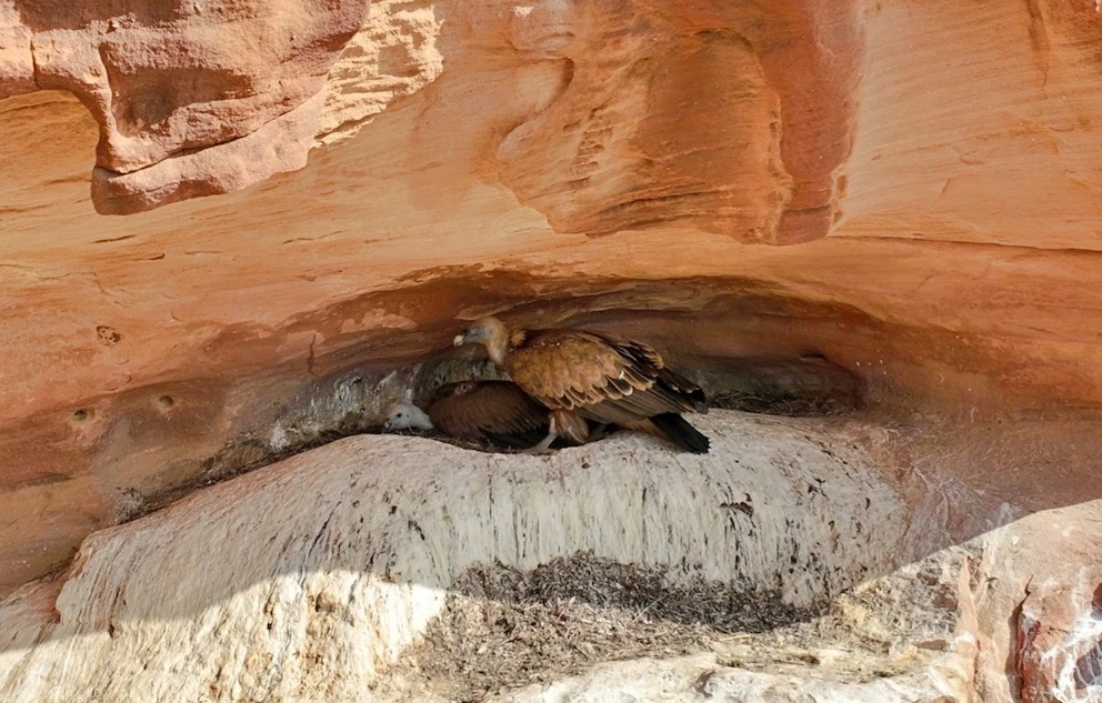 The Griffon vultures, listed as Endangered in the Middle East, and other vulture species globally are facing a serious conservation crisis. (Supplied)