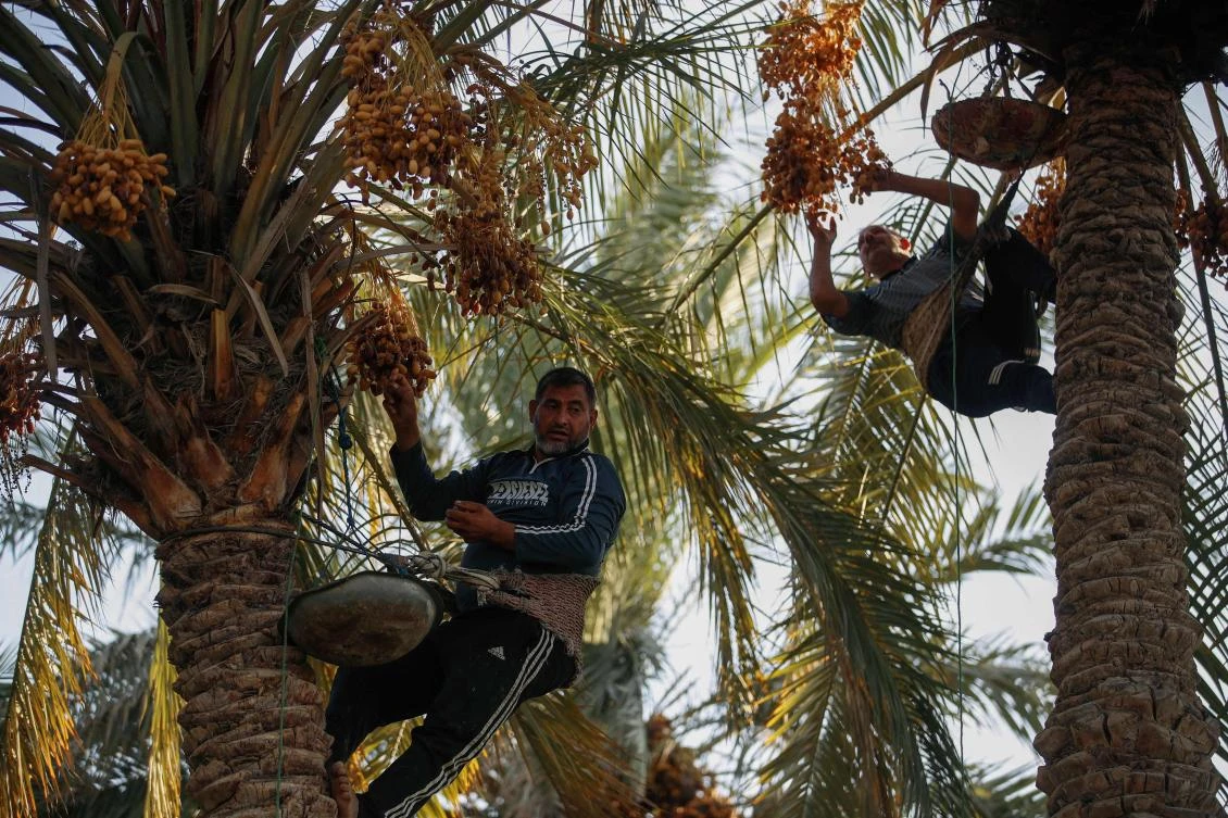 Iraq in 2023 exported nearly 650.000 tons of dates, the Minstry of Agriculture said, currently making the fruit the country’s second top export good after oil, bringing in more than 120 million USD yearly according to the World Bank. (AFP)