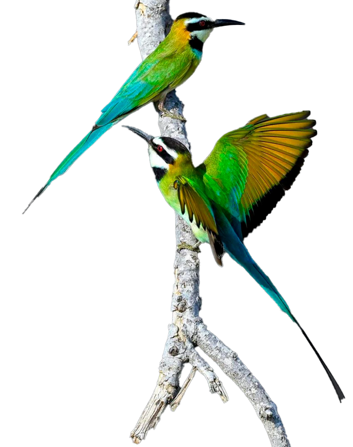 Asir region’s diverse habitats, from highlands to plains, provide ideal conditions for a variety of bird species to thrive. (SPA)
