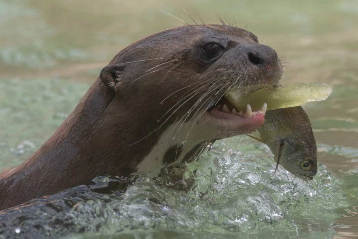 A river otter (Myocastor coypus) feeds on fish and other meats packed in blocks of ice at the Legends Park Zoo in Huachipa, eastern Lima on February 23, 2024. (AFP/File)
